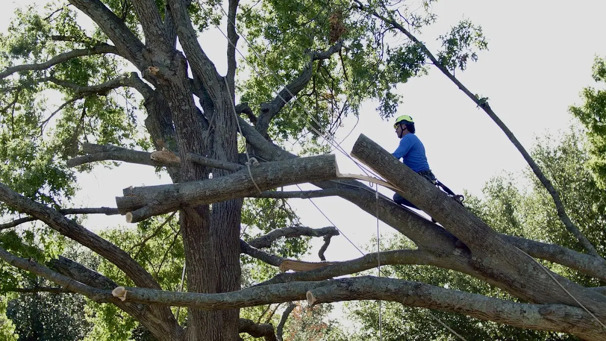 Professional Crown Thinning performed by certified arborists in Bergman